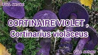 CORTINAIRE VIOLET  Cortinarius VIOLACEUS Remarquable par sa teinte bleumauve du pied au chapeau [upl. by Aluino859]