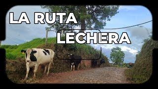 Ruta Lechera en Antioquia [upl. by Muller]