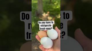 Depends on if you wash them or not 💦 eggs farmfresheggs homesteadliving layinghens fresheggs [upl. by Zingg]