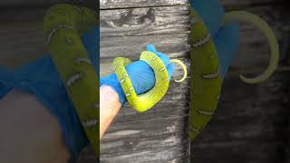 Newborn Emerald Tree Boa vs Yearling Color Difference Corallus caninus [upl. by Ahsiekar]