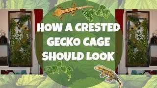 HOW TO Set Up A Crested Gecko Enclosure [upl. by Waldron]