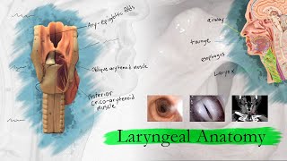 Introduction to Larynx Pharynx and Airway Anatomy [upl. by Enyamrahs]