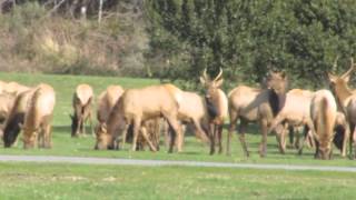 Herd of Elk at Smith River [upl. by Cohin]