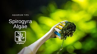 Spirogyra Algae  How to treat it in your Aquarium [upl. by Aronoel]