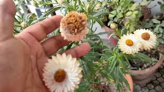 How to collect seed of Helichrysum or Paper plants  by Susmita Helichrysum plants plantseed [upl. by Hnahc303]