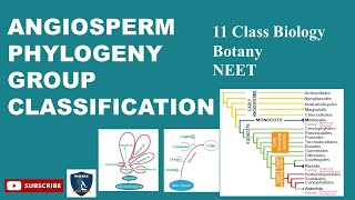 Angiosperm Phylogeny Group Classification  Taxonomy amp Systematic Botany I BotanyI Class 11  NEET [upl. by Naenaj]