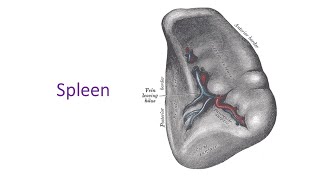 Spleen a complete discussion in Bangla by Prof Dr Md Ashfaqur Rahman [upl. by Morris]