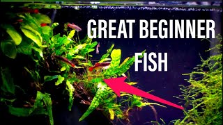 Great Beginner Fish  White Cloud Mountain Minnow [upl. by Kean]