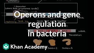 Operons and gene regulation in bacteria [upl. by Sclater]