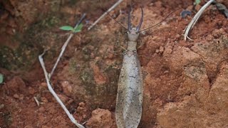 Megaloptera Corydalidae  Corydalus sp [upl. by Oznecniv575]