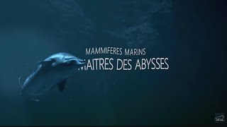 Mammifères Marins  les maîtres des abysses [upl. by Natsyrk]