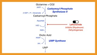 Pyrimidine Synthesis [upl. by Donny]