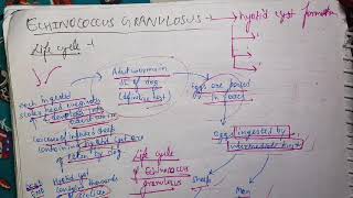 Echinococcus Granulosus Life Cycle Microbiology [upl. by Maccarthy565]