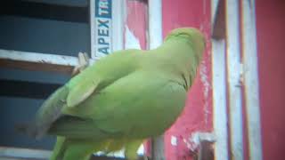 rose ringed parakeet juvenile [upl. by Slyke]