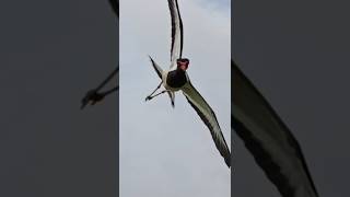 red Wattled lapwing bird nature birds wildlife [upl. by Ursa]