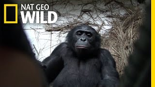 Bonobo Apes Express Empathy Willingly Help Strangers  Nat Geo Wild [upl. by Ainerol]