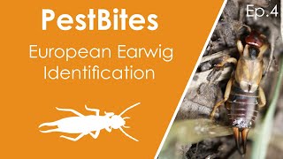 European earwig identification and life cycle  PestBites by Cesar [upl. by Gypsy]