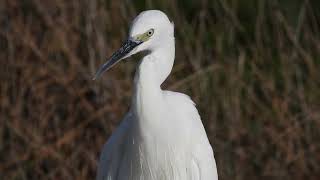 Little Egret Garzetta Egretta garzetta [upl. by Olympias]