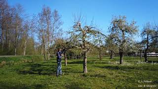 Timelapse hoogstamboom appelboom en leiboom snoeien  pruning old fasioned and espalier apple trees [upl. by Ekrub]