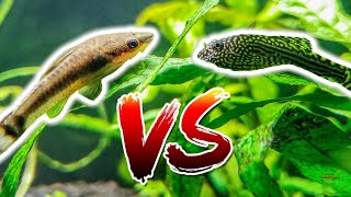 Otocinclus vs Hillstream Loach – Which is Better [upl. by Marve126]