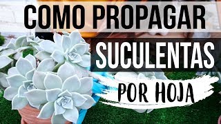 REPRODUCIR SUCULENTAS FÁCIL Y RÁPIDO 2018 PROPAGACION POR HOJA [upl. by Creedon]