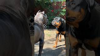 Cane Corso vs Rottweiler which is the ultimate guard dog💥trendingshorts dogsofyoutube youtube [upl. by Lohse]