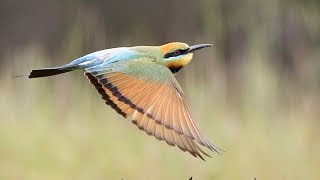 Rainbow Bee eaters nesting and feeding in North East Victoria [upl. by Sailesh69]