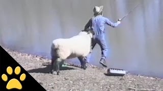 Sheep  1 Fisherman  0 [upl. by Ahselaf]