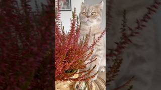 Meeting Calluna britishshorthair plantlover catsofyoutube kittenslovers plantvibes cutecats [upl. by Oam]