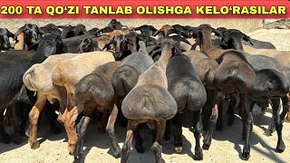 OPTOM JOYIGA KELDIY 200 BOSH KELDI KASHTAN QO‘ZINI TOZASI [upl. by Yendyc472]