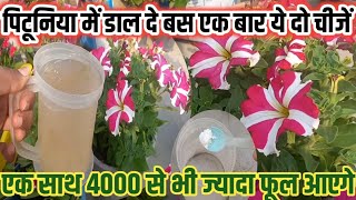 तीन fertilizer से 4000 से भी अधिक फूल एक साथ pituniya मेंPituniya plant carePituniya plant [upl. by Bekki]