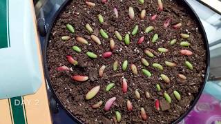 Succulent Propagation Time Lapse [upl. by Elahcar504]