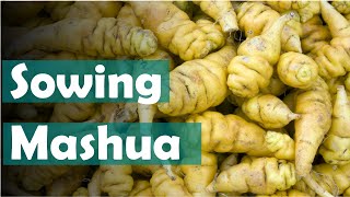 Sowing Mashua Tubers in the Spring [upl. by Anorahs]