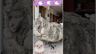 Sheap NDale 🤣🐑 Sheap nature animals funny [upl. by Alyac843]