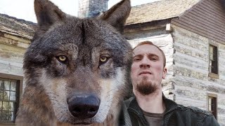 10 Biggest Wolves You Wont Believe Are Real [upl. by Erdnaek]