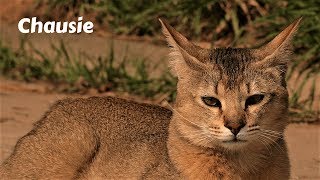 Gatti 16  CHAUSIE [upl. by Atteras]