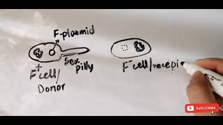 Bacterial conjugation What it is how it works and what you need to know [upl. by Adest129]