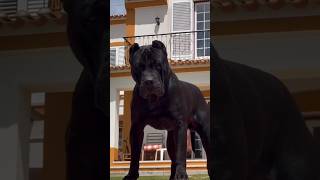 Top 6 Best Guard Dogs Breed in the World shortsdogdogbreed [upl. by Itraa331]