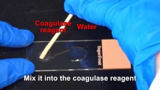 Coagulase Test [upl. by Misty]