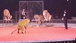 Siberian Tiger vs African Lion size comparison My favorite comparison [upl. by Zehcnas656]