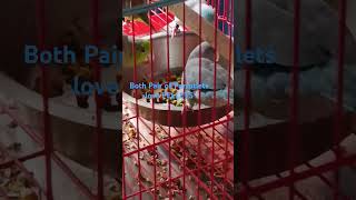 pacificparrotlet parrotlet pellets tamedbirdsonly tamed birds [upl. by Moguel62]