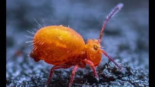 The creature that really deserves more love springtails nature animal [upl. by Elberta]