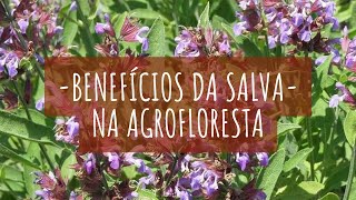 Benefícios da Salva na Agrofloresta [upl. by Fruma589]