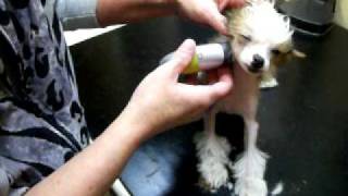 Grooming a Chinese Crested Hairless [upl. by Walli]