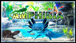 150 Gallon SWAMP SIMULATION  Battle for king of Amphibia  Pt 1 [upl. by Yarrum351]