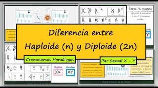 Diferencia entre Haploide y Diploide Dotaciones Cromosómicas Cromosomas Homólogos Biología [upl. by Aed]