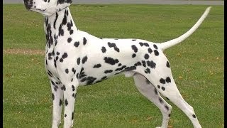 dalmatians dogs breeds [upl. by Attebasile716]