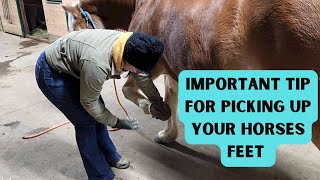 Important Tip For Picking Up Your Horses Feet [upl. by Nerok101]