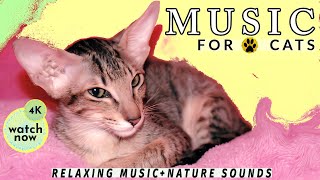 Daisys Diary 27 Music for Cats to Fall Asleep Cat Music Calming Cat Music amp Nature Sounds 4K [upl. by Nosila]