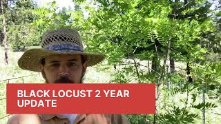 Black locust 2 year update video [upl. by Ahsekar]